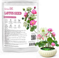 10Pcs Pre-Cut Water Lotus Seeds, High Germination Bowl Lotus (Pink/Red/Green) - Premium Aquatic Plants for Ponds & Bonsai