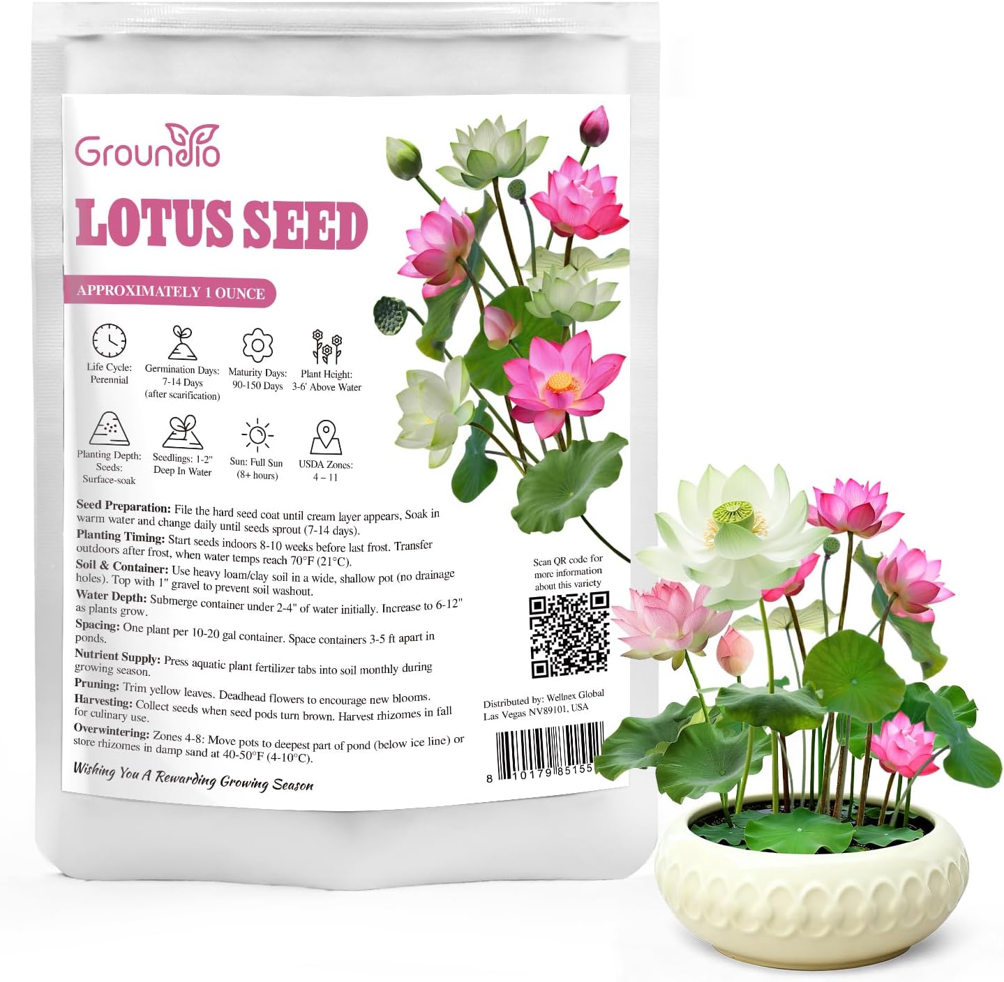 10Pcs Pre-Cut Water Lotus Seeds, High Germination Bowl Lotus (Pink/Red/Green) - Premium Aquatic Plants for Ponds & Bonsai