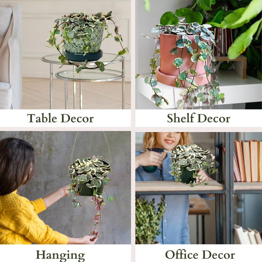 4.5 Inch String Of Hearts Plant Live - Variegated String Of Heart Live Plants - Succulents Plants Live - Rare Indoor Houseplant For Home Office Wedding Decorations & Birthday Gift (Heat Pack Included)