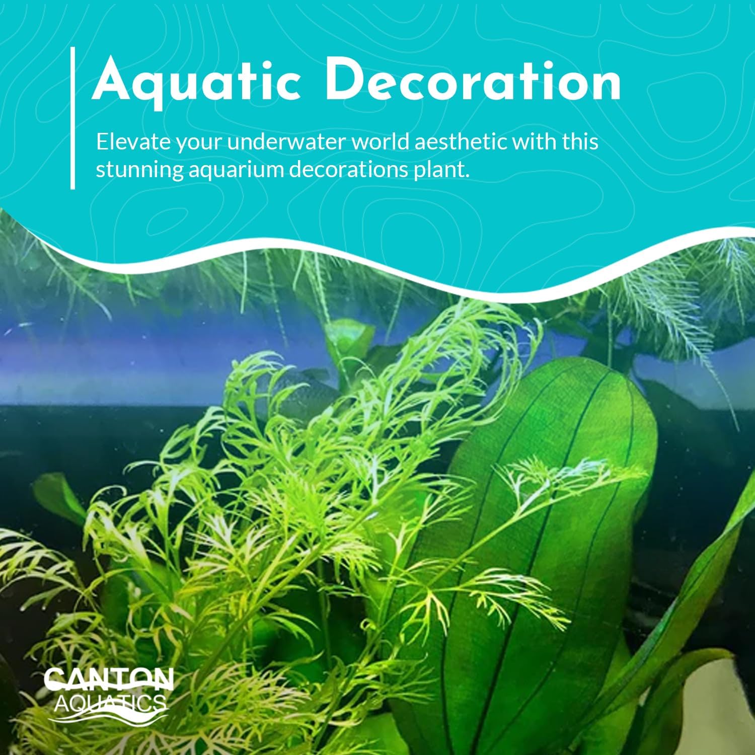 Water Sprite (Lace Leaf) Potted - Easy Care Live Aquatic Plant for Freshwater Aquariums – Enhances Tank with Vibrant Green - Stunning Aquarium Decorations Plant