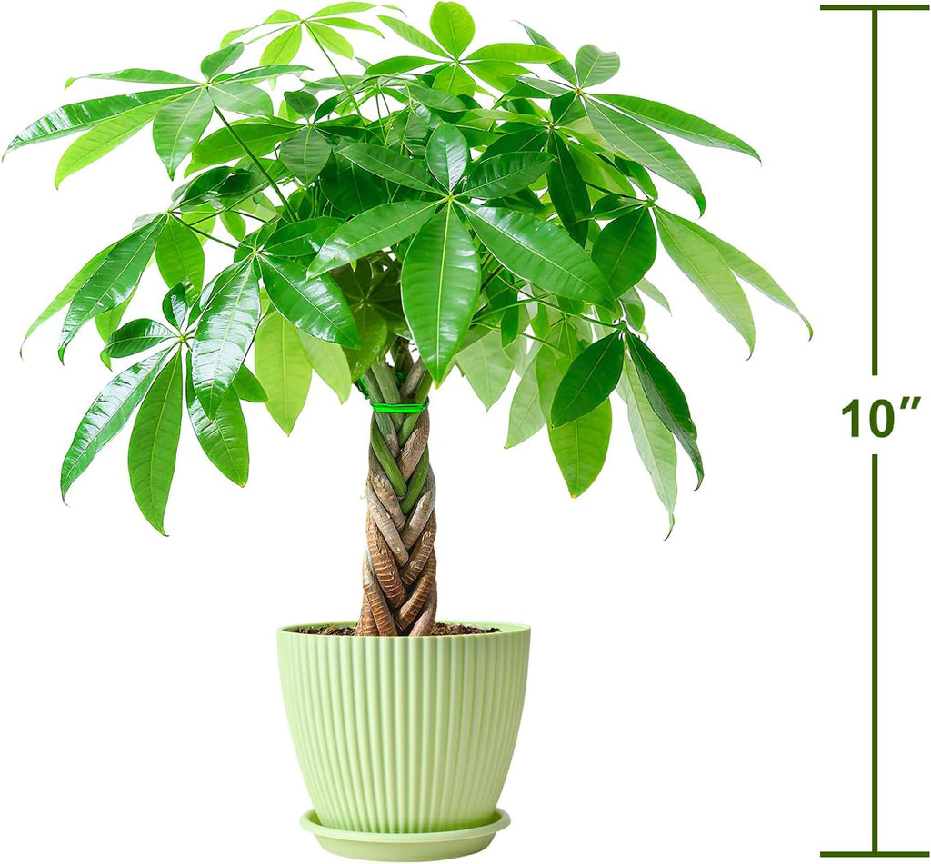 Sprout N Green Small Money Tree with 5 Lucky Braid, Live Plant with Green Stripe Pot, Decoration for Indoor Home Office Tabletop Windowsill Side Table, Housewarming, 8-10" Tall