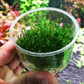 Cyrptocoryne Parva 100% Tissue Culture Easy Low-Light Freshwater Carpet Live Aquarium Plants Decorations 3 Days Live Guaranteed