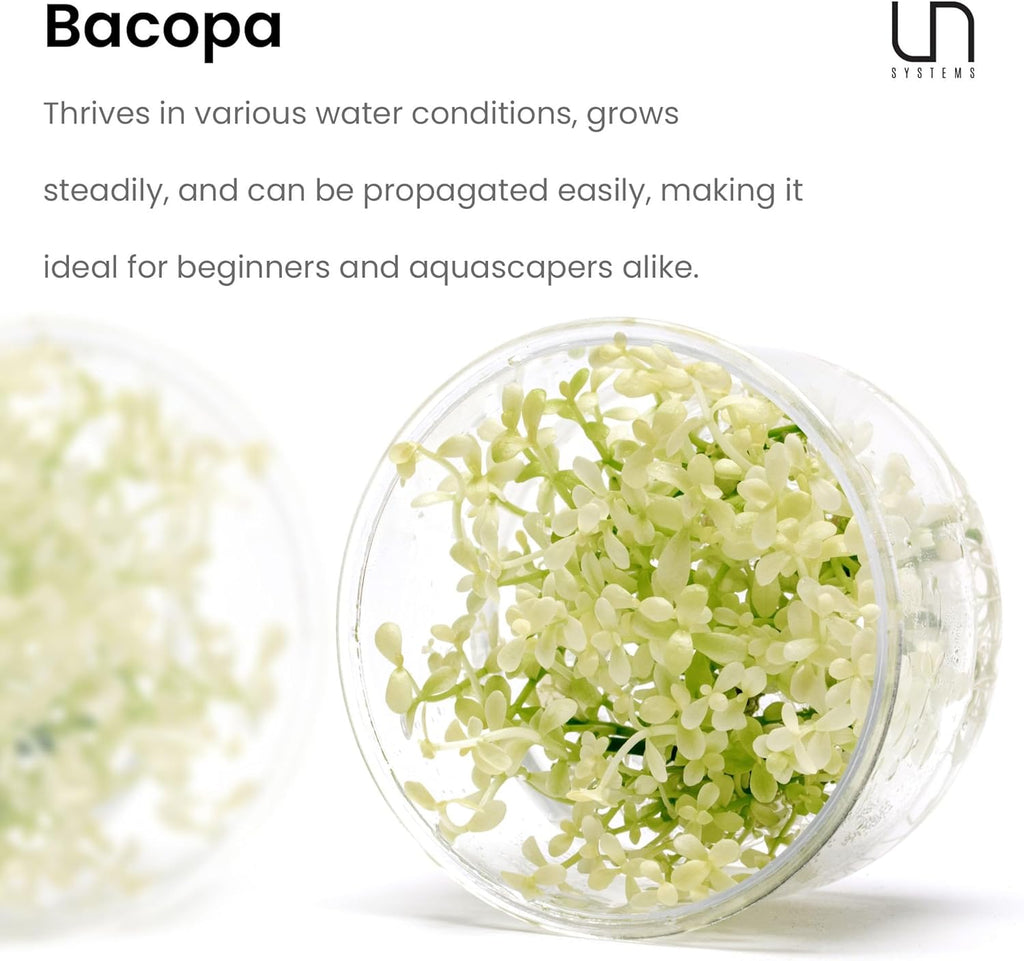 Ultum Nature Systems Live Tissue Culture - Purple Bacopa (Bacopa salzmannii) - Moderate - Moderate to High Light - Purple and Violet Accent - Midground - 100% Snail Free Grown in-Vitro - Regular Cup