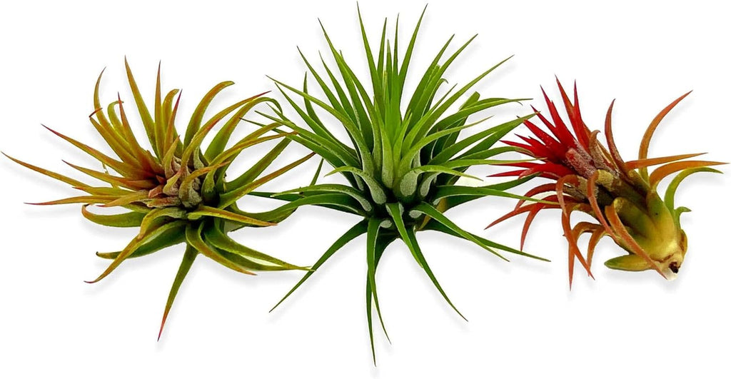 ragnaroc Air Plants Bulk - Tillandsia Ionantha Wholesale Pack, Regular 1-3" - 25ct - Live Arrival Guaranteed - House Plants for Home Decor & Gift