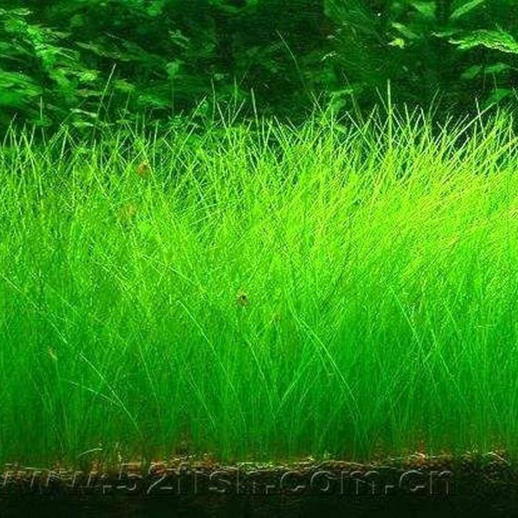 Freshwater Aquarium Decor, Easy Growing Dwarf Carpet for Fish Tank/Terrarium, Natural Aquatic Plant Growth Material – 1 Pack (Short Hair)