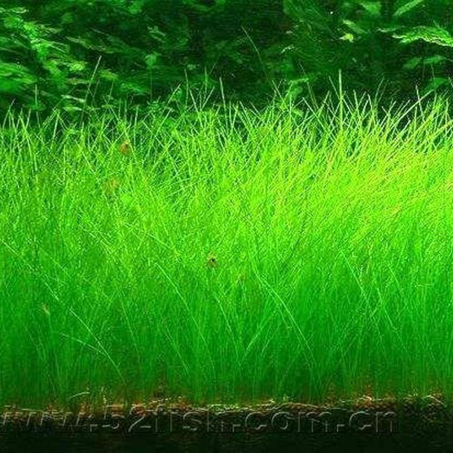 Freshwater Aquarium Decor, Easy Growing Dwarf Carpet for Fish Tank/Terrarium, Natural Aquatic Plant Growth Material – 1 Pack (Short Hair)