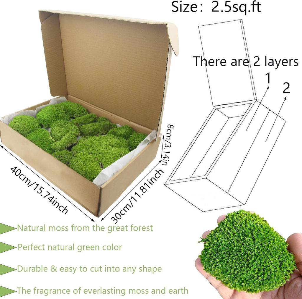 FAICOIA Preserved Moss Bulk Green Natural Preserved Pole Moss Pillow for Potted Plants 2.5 sq.ft Green Moss Balls for Bowls Wall Art Terrariums Crafts Fairy Gardens Easter Table Decor