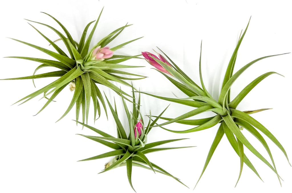 Air Plants - Flowering Tillandsia Aeranthos, Large 3-5" - 3ct - Live Arrival Guaranteed - House Plants for Home Decor & Gift