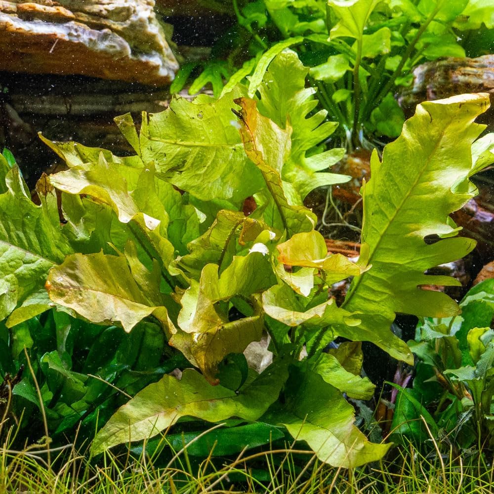 SubstrateSource Java Fern Live Aquarium Plants - Potted Freshwater Plant for Fish Tanks - Beginner Friendly, Low Light (Sunrise, 1 Pot)