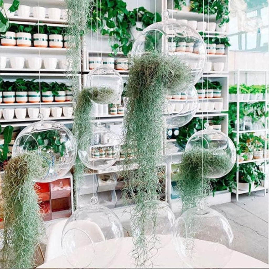 Air Plants Spanish Moss for Plants Indoor, Tillandsia Air Plant Live, Air Purifying Plant Indoor, Clump 10" Long for Home Garden Decoration, Hanging Houseplant