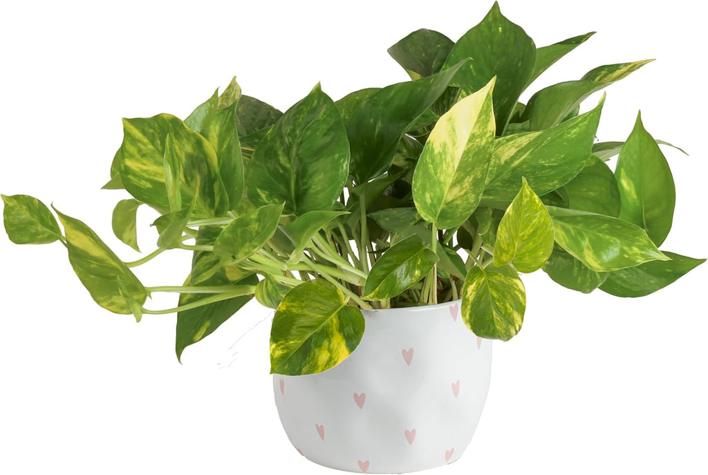 Costa Farms Golden Pothos Live Plant, Easy to Grow Vining Live Indoor Houseplant in Décor Planter, Real Plant for Housewarming Gift, Home or Room Decor, 10-12 Inches Tall