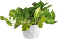 Costa Farms Golden Pothos Live Plant, Easy to Grow Vining Live Indoor Houseplant in Décor Planter, Real Plant for Housewarming Gift, Home or Room Decor, 10-12 Inches Tall