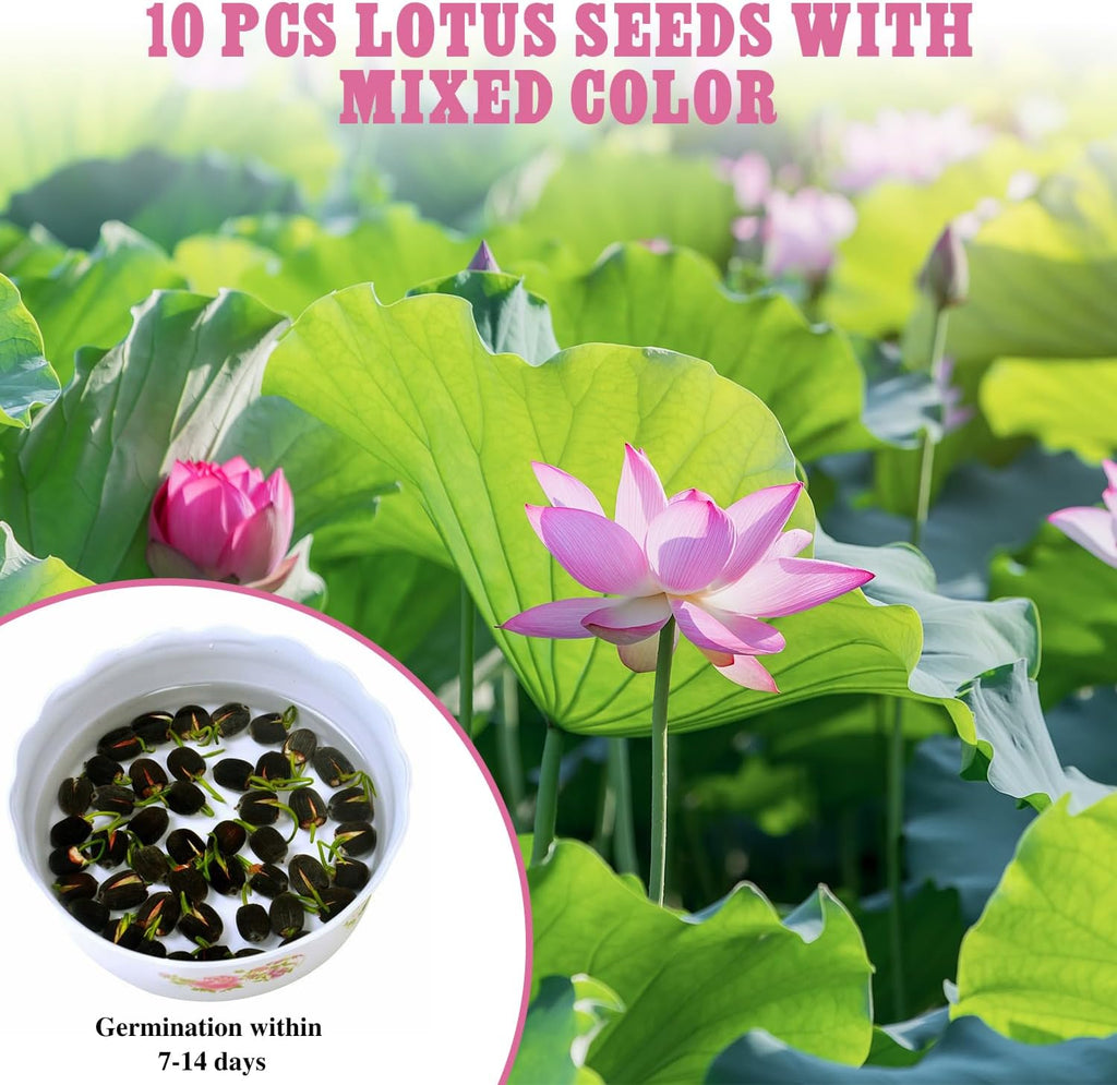 10Pcs Pre-Cut Water Lotus Seeds, High Germination Bowl Lotus (Pink/Red/Green) - Premium Aquatic Plants for Ponds & Bonsai