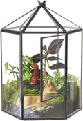 ELEGANTLIFE Glass Geometric Plant Terrarium,Succulent & Air Planter for Home Garden Office Decoration,No Plants(Black Hexagonal)