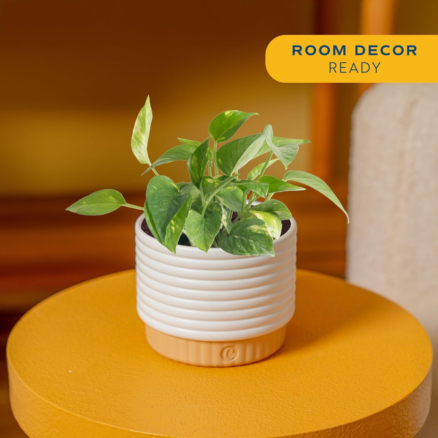 Costa Farms Live Pothos Plant, Easy Care Vining Live Indoor Houseplant, Air Purifying Trailing Plant Potted in Premium Decor Pot, Potting Soil, Gift for Office and Home Decor, 8-Inches Tall