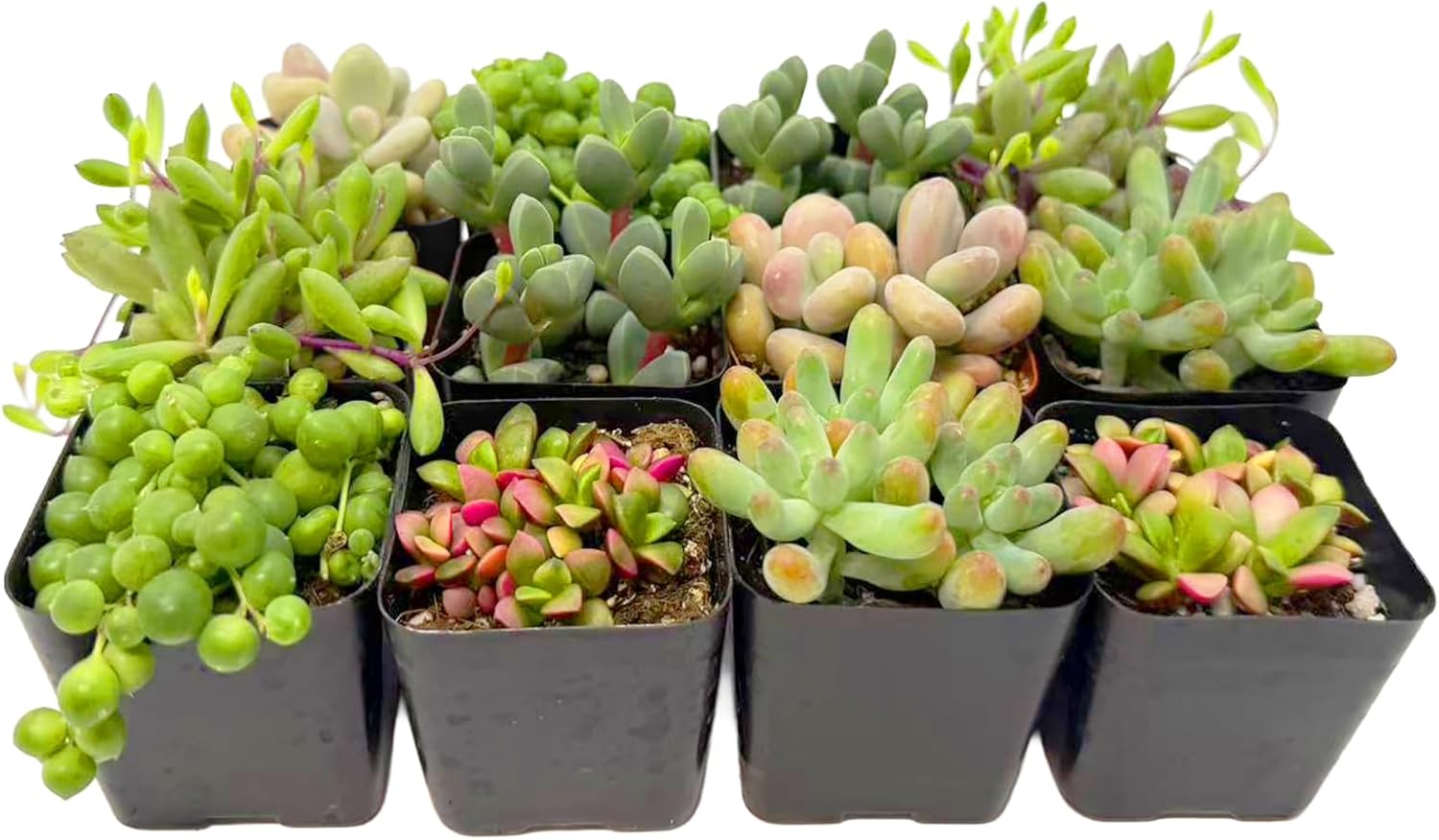 2 Inch Assorted Succulent Plants - Live Mixed Rosette & Unique Succulent Variety Pack, Healthy Rooted Succulents for Indoor/Outdoor Decor, Terrarium, DIY Garden & Gift (12-Pack)