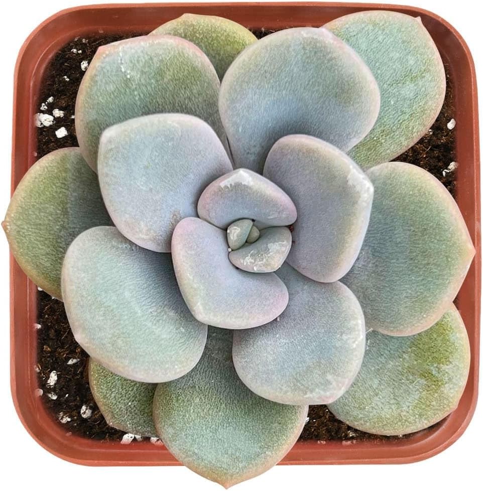 Sprout N Green xGraptoveria 'Margaret Rose' in 2 inch Starter Pot, Rare Live Succulent Plant Fully Rooted with Soil, Home Office Indoor Outdoor Wedding Decoration DIY Projects Party Favor