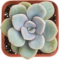 Sprout N Green xGraptoveria 'Margaret Rose' in 2 inch Starter Pot, Rare Live Succulent Plant Fully Rooted with Soil, Home Office Indoor Outdoor Wedding Decoration DIY Projects Party Favor