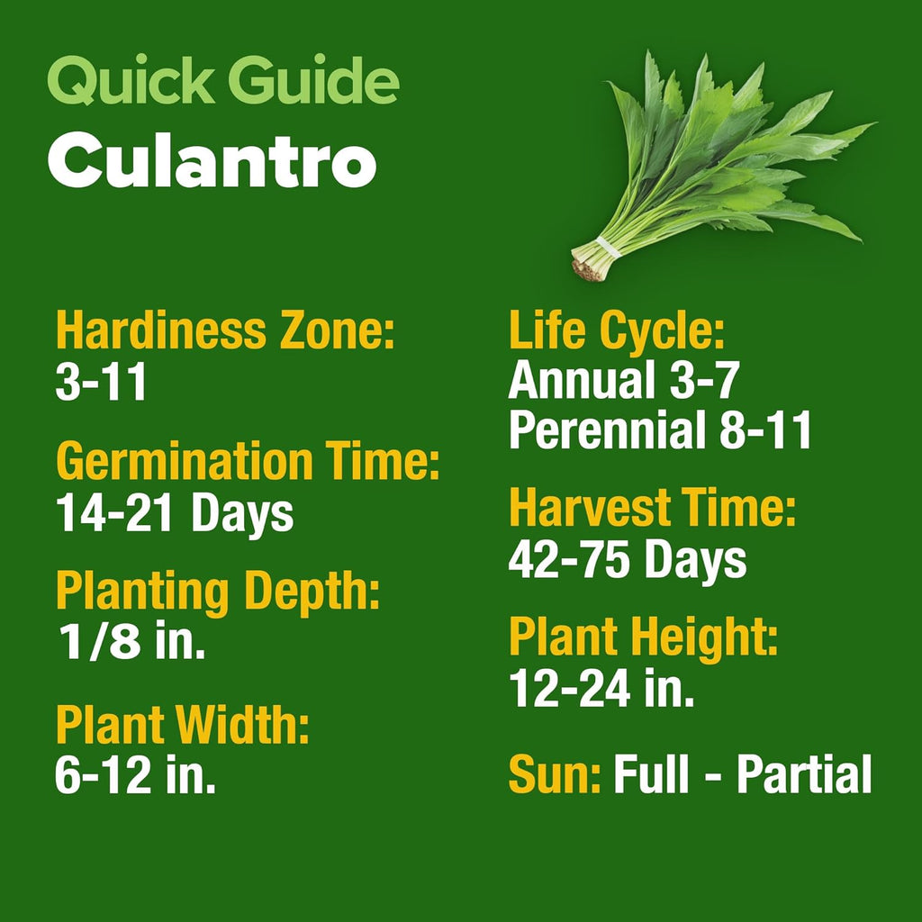HOME GROWN Culantro Seeds - 720+ Heirloom Herb Seeds for Planting, Slow-Bolting, Flavorful Cilantro Alternative, Great for Outdoor Herb Gardens (Eryngium foetidum)