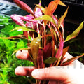 Alternanthera Lilacina Bundle Freshwater Red Stems Live Aquarium Plant
