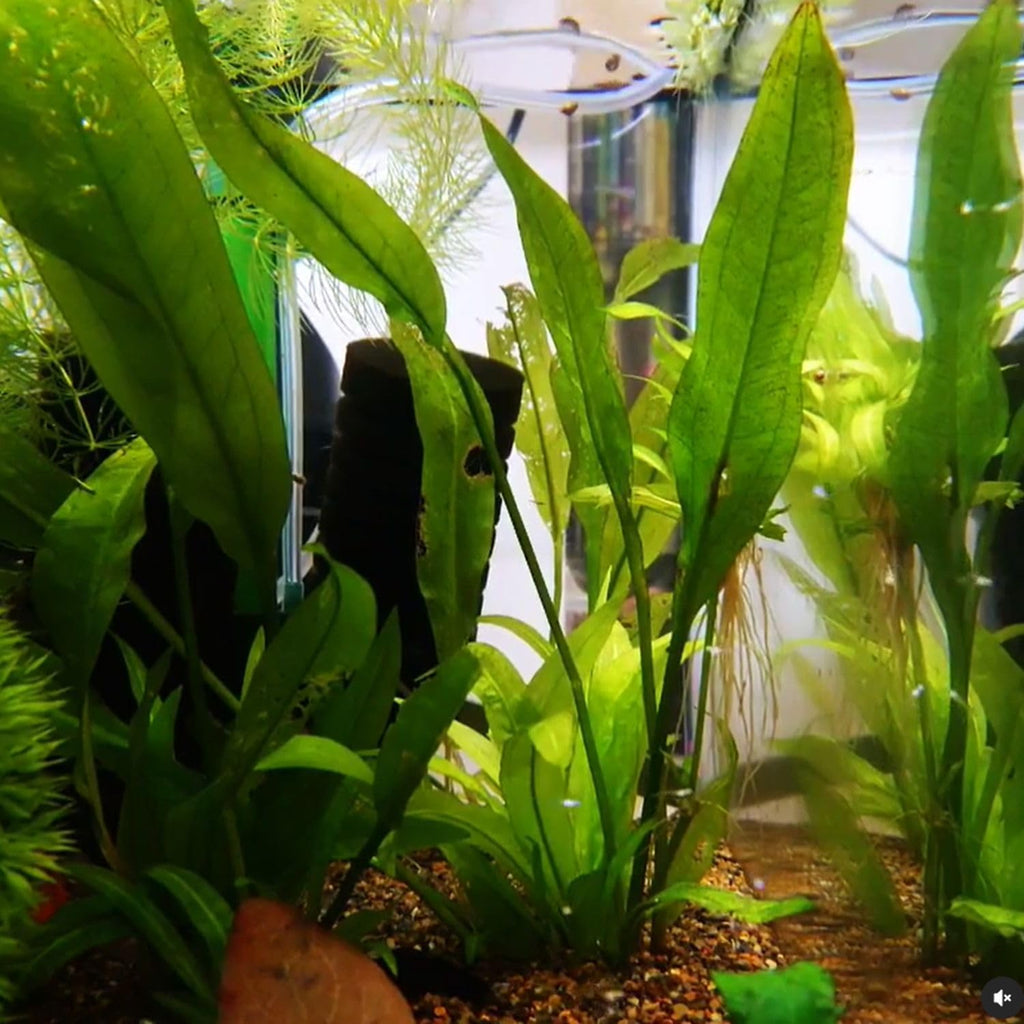 5X Sword Echinodorus Amazonicus Bundle Aquarium Live Plant for Fish Tank Decoration