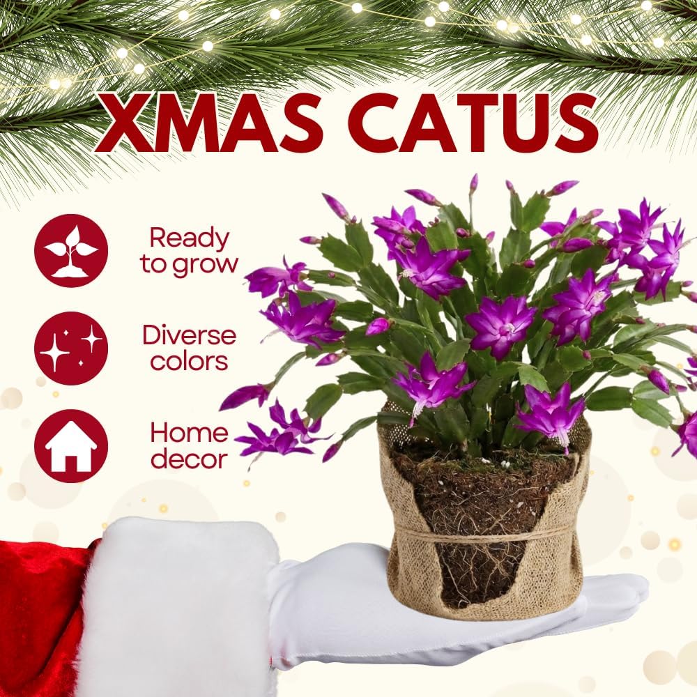 Purple Christmas Cactus Live Plant, Holiday Cactus Live for Indoor Outdoor Garden, 4 Inches Pot