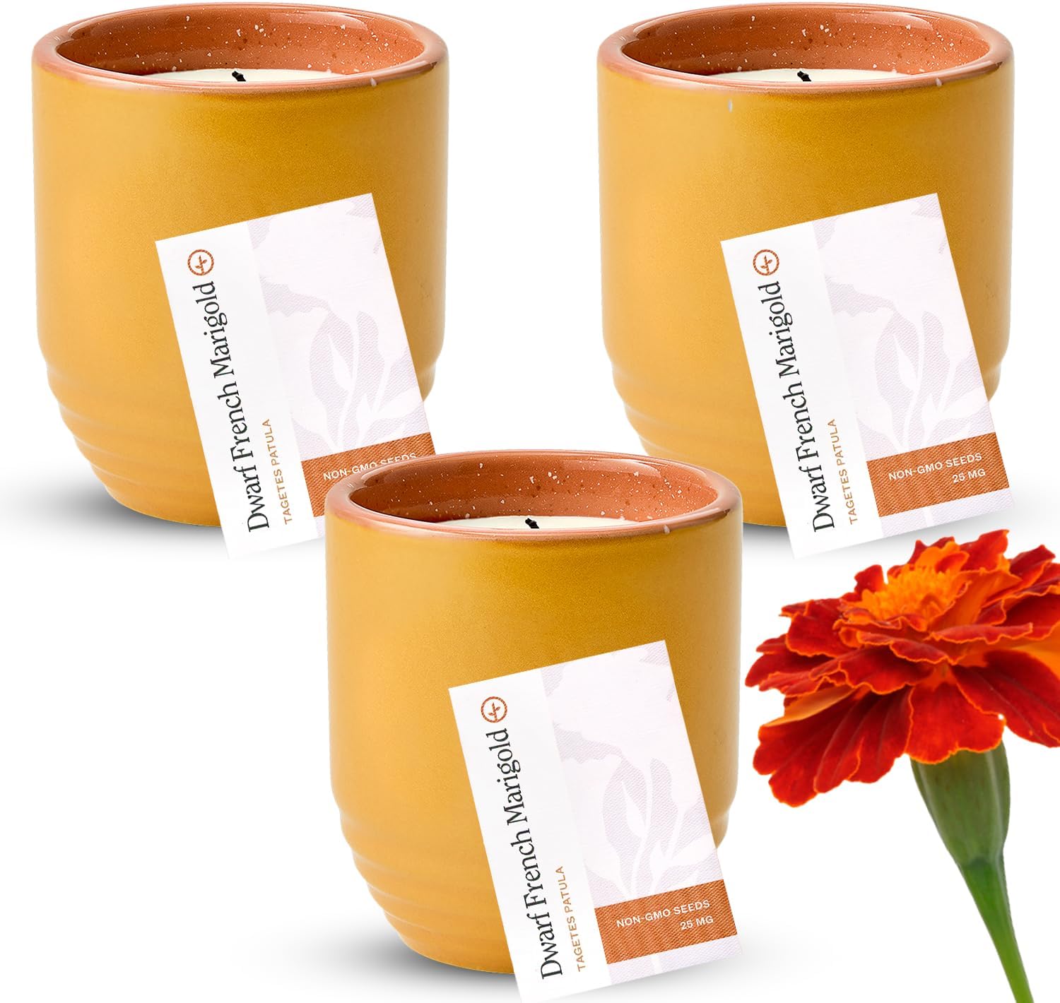 Modern Sprout Garden Vibes 2-in-1 Soy Candle & Planter Set - Patio Goals 3-Pack (Bug-Repelling Citronella, Rosemary, Cedarwood, Mint) 6 Oz Outdoor Scented Candles with Marigold Seeds - 38–40 Hour Burn
