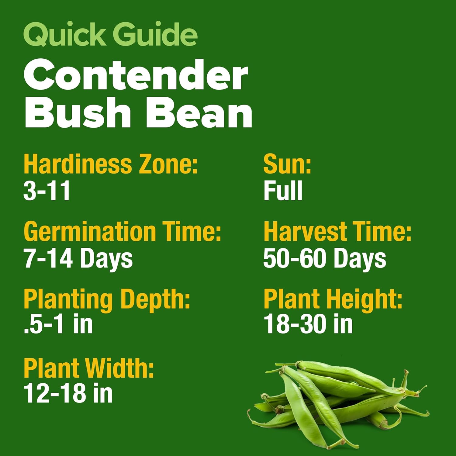 HOME GROWN Contender Bush Seeds - 56 𝗡𝗢𝗡-𝗚𝗠𝗢 𝗨𝗦𝗔-𝗦?𝗨𝗥𝗖𝗘𝗗, Heirloom Green Beans for Planting - Emergency Food Supply (Phaseolus vulgaris)