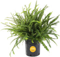 Costa Farms Kimberly Queen Fern, Live Indoor Plant, Houseplant in Grower Pot, 2-3 Feet Tall