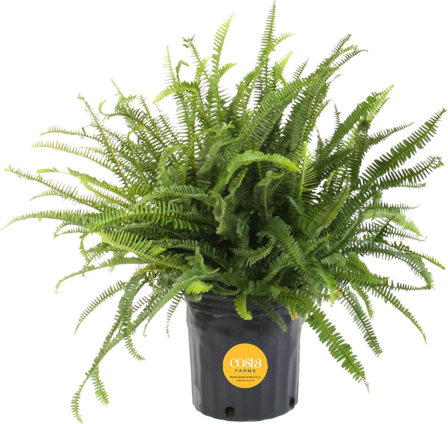 Costa Farms Kimberly Queen Fern, Live Indoor Plant, Houseplant in Grower Pot, 2-3 Feet Tall
