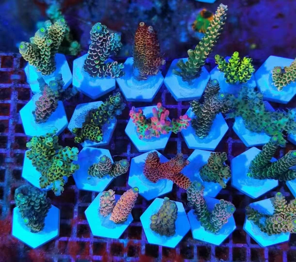 Ceramic White Coral Frag Plugs Base, Round/Hexagon 50mm, 12pcs
