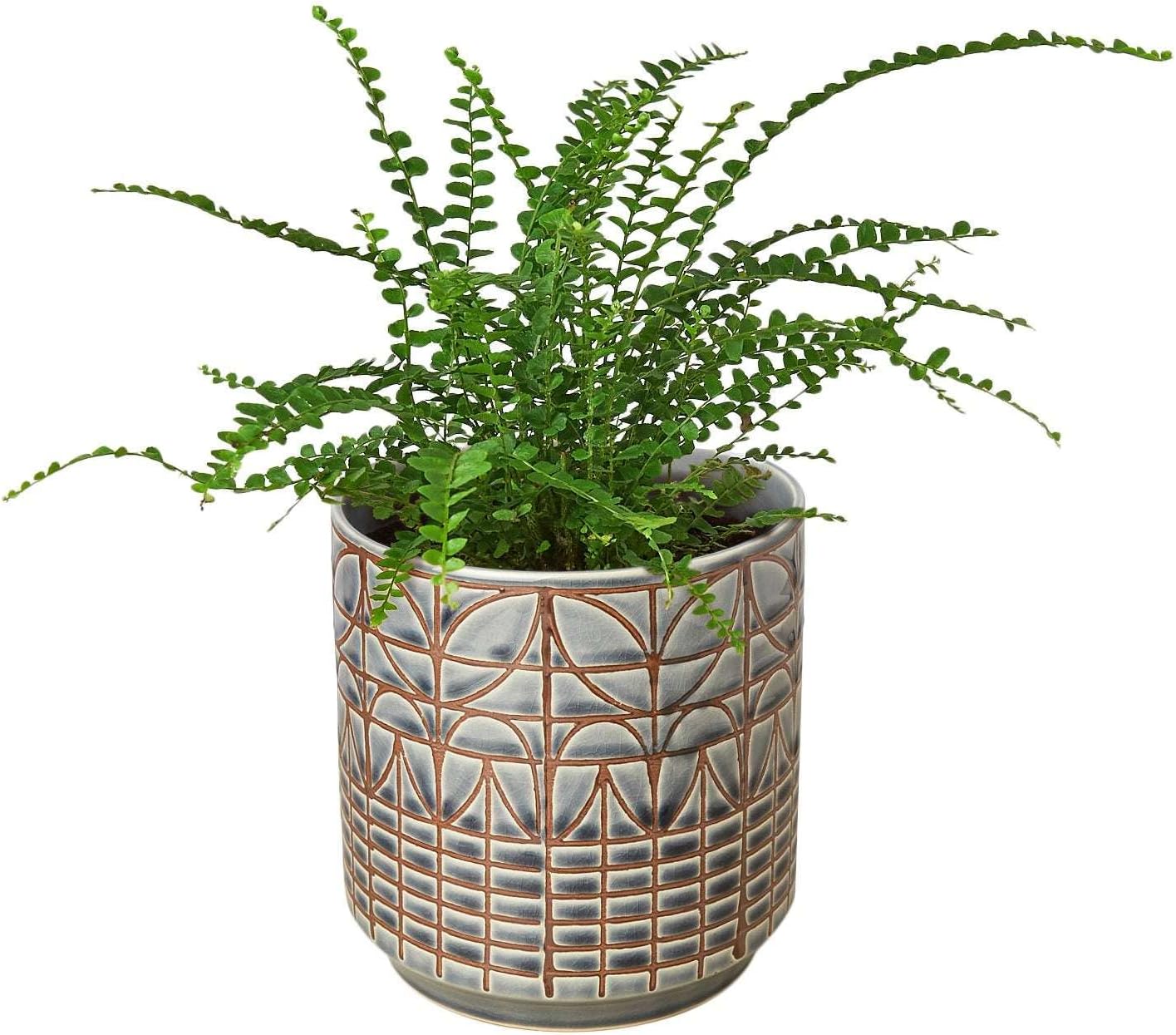 Lemon Button Fern Live Plant for Indoor | Different Houseplants in 4'' & 6'' Pot | Real House Plant for Living Room, Office, Desk & Bathroom | Duffii Nephrolepis cordifolia