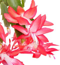TriStar Plants - Thanksgiving Cactus - 4" inch Pot, Fasle Christmas Cactus, Easter Cactus, Holiday Plant, Winter Flowers, Christmas Plants, Winter Blooms (Red)