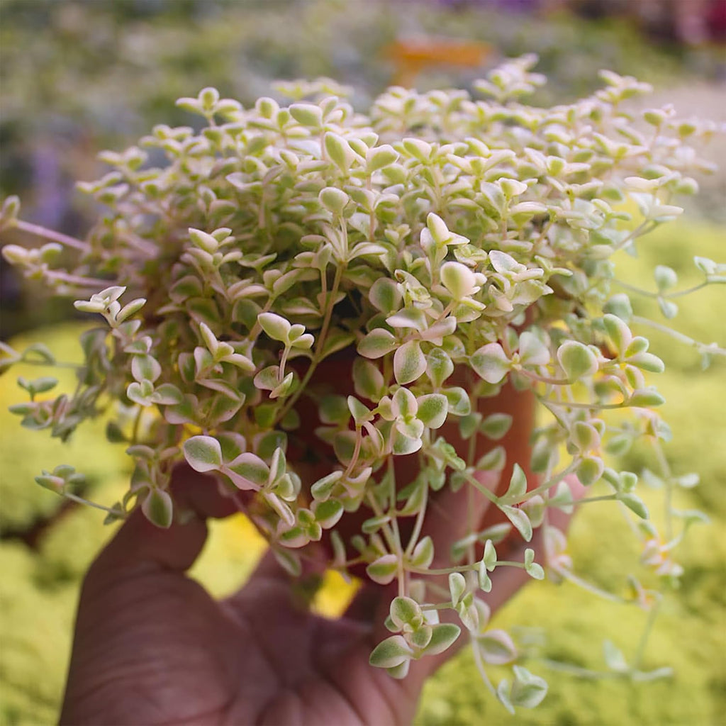 4" Sedum Little Missy Variegated with White Stripe Pot, Live Trailing Succulent Rare House Plant for Home Office Wedding Hanging Decoration, DIY Projects, Party Favor