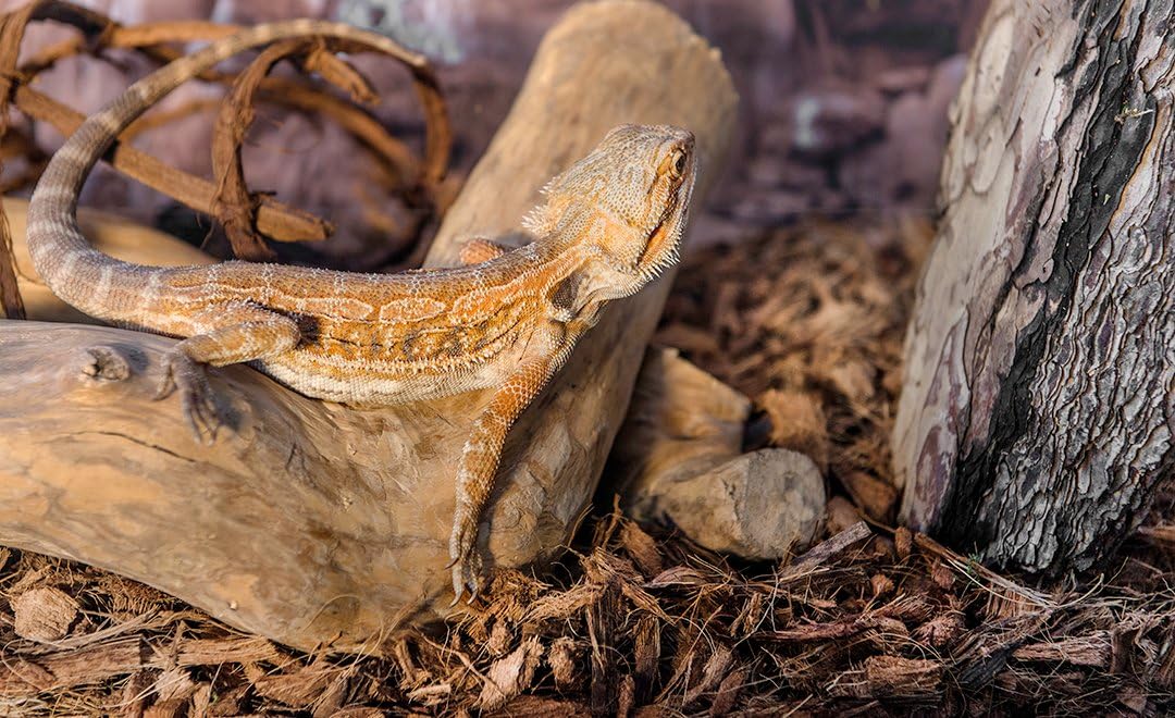 Galápagos (05248) Sheets of Real Moss, 8-Quart, Natural,Green