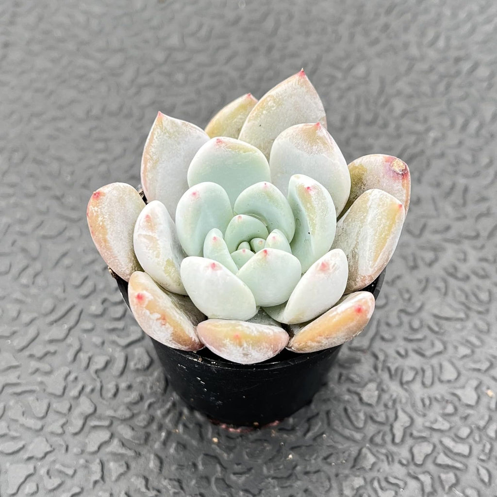 Sprout N Green x Graptoveria 'Orange Stone', 1 Live Succulent Plant Fully Rooted in 2" Pot, House Plant for Indoor Outdoor Home Office Wedding Decoration DIY Project Party Favor