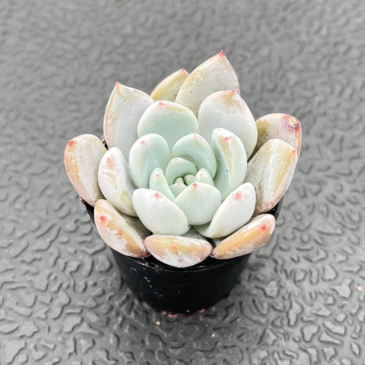Sprout N Green x Graptoveria 'Orange Stone', 1 Live Succulent Plant Fully Rooted in 2" Pot, House Plant for Indoor Outdoor Home Office Wedding Decoration DIY Project Party Favor