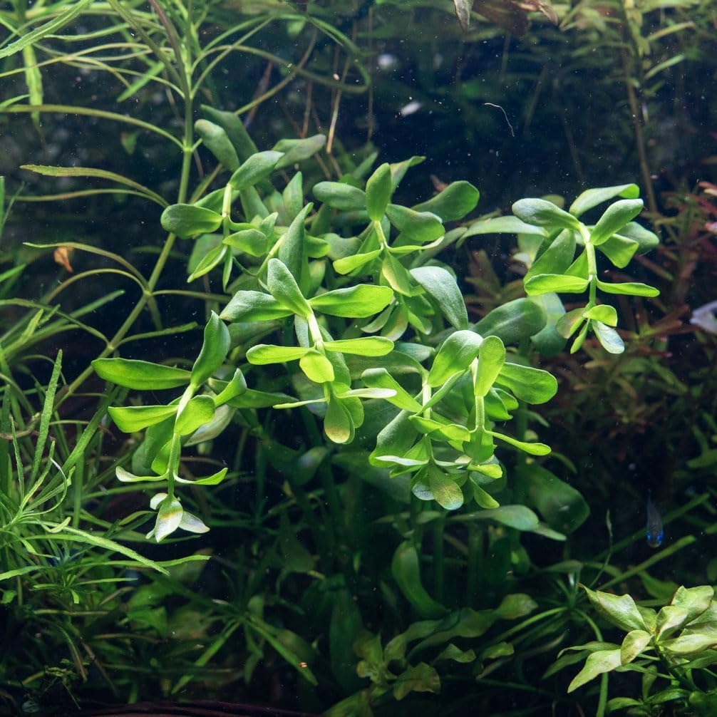 Ultum Nature Systems Hedyotis Salzmannii Tissue Culture Live Plant for Aquarium, Freshwater Fish Tank, Aquascaping - 100% Snail Free in Vitro