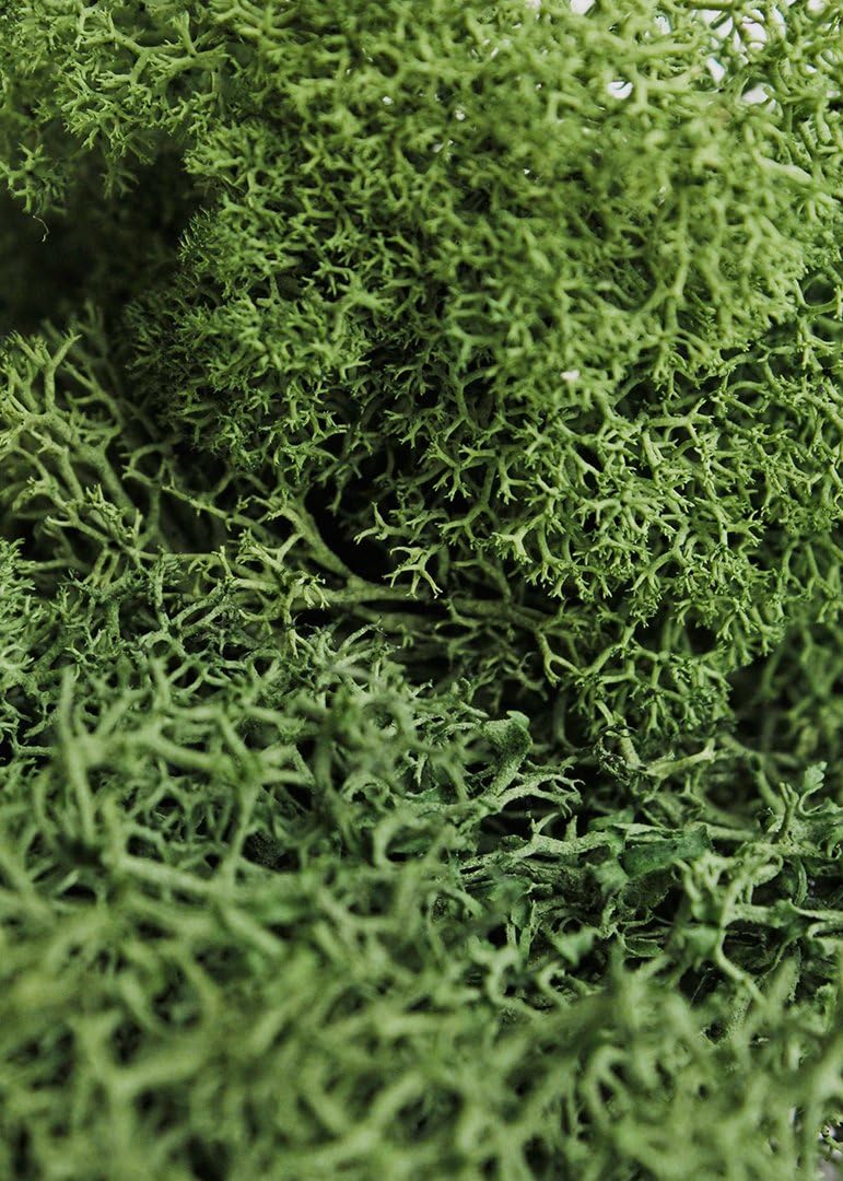 Super Moss (21499 Reindeer Moss Preserved, Forest Green, 10lbs