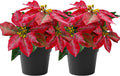 2 Pack Poinsettias Artificial Christmas Flowers Small Poinsettia Plant Artificial 9 Inch Teas Red Faux Winter Flowers for Porch Home Garden Decorations Indoor Outdoor Xmas Ornament