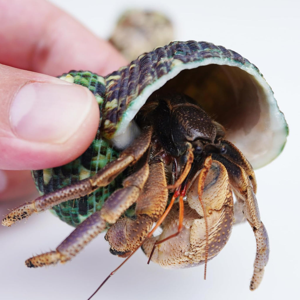 Hermit Crab Accessories 7PCS, Include 5PCS Hermit Crab Shells, 1PCS Climbing Toy and 1PCS Hermit Crab Hideout