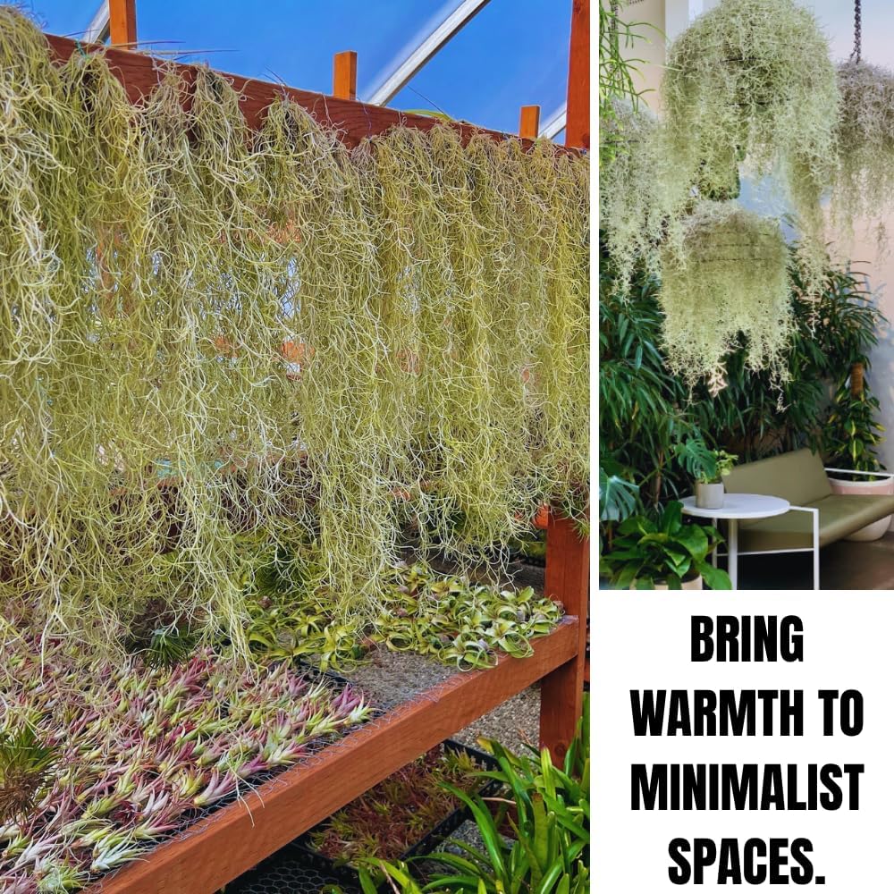 Spanish Moss Tillandsia Air Plants, Spanish Moss Plant Live, 1 to 2 Feet Long, Succulent Plants Live for Gardening Indoor Outdoor