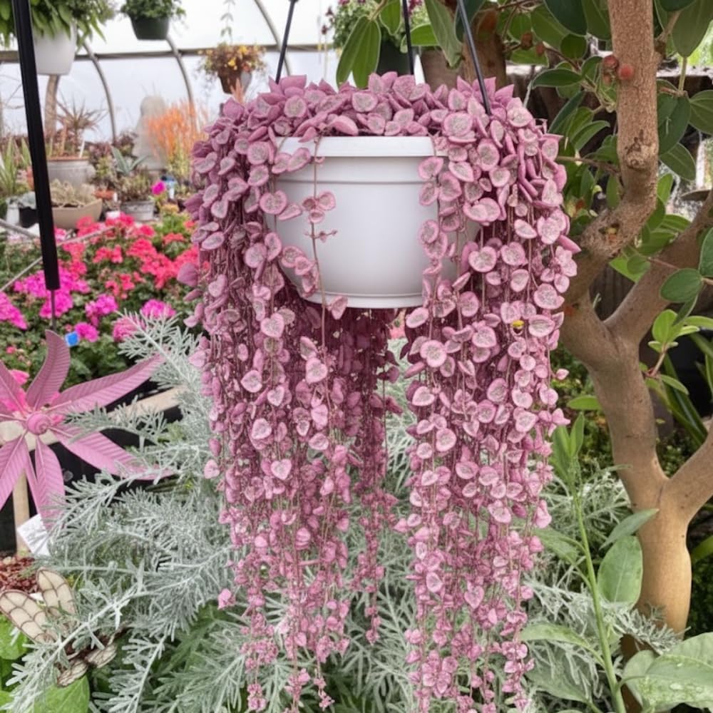 Variegated String of Hearts Live Plant, Variegated Trailing Succulent Vine Houseplant, 4-7 inches Tall in 4 inch Pot for Planting