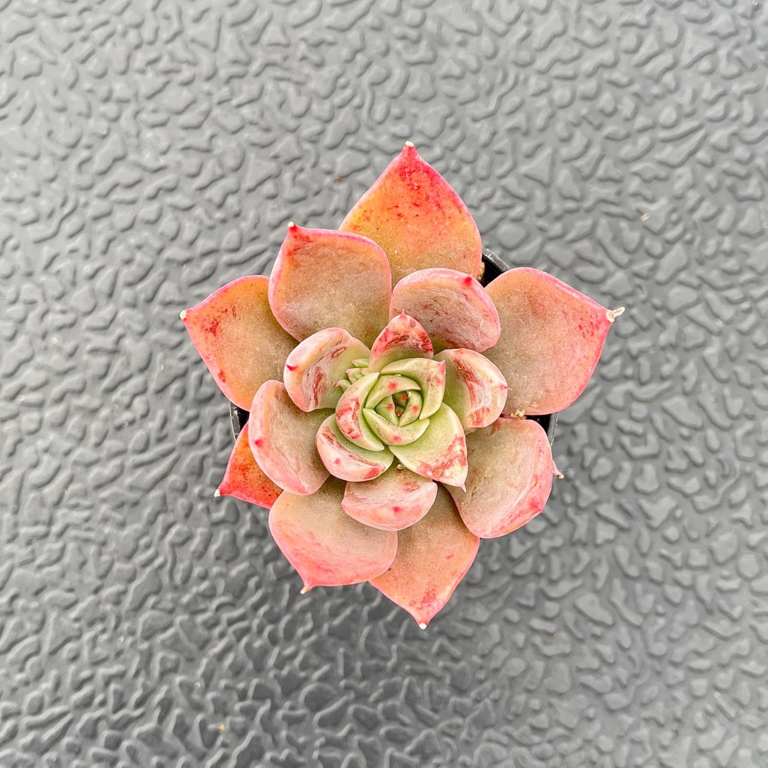 2" Live Succulent Plants Echeveria 'Meiyass', Mini Potted Succulents, Easy Care Indoor Houseplant, Unique Gifts, Home Office Décor