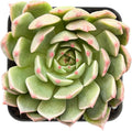 Sprout N Green Echeveria Olivia, Live Succulent Fully Rooted in 2 inch Starter Pot, House Plant for Indoor Outdoor Home Office Wedding Decoration Party Favor