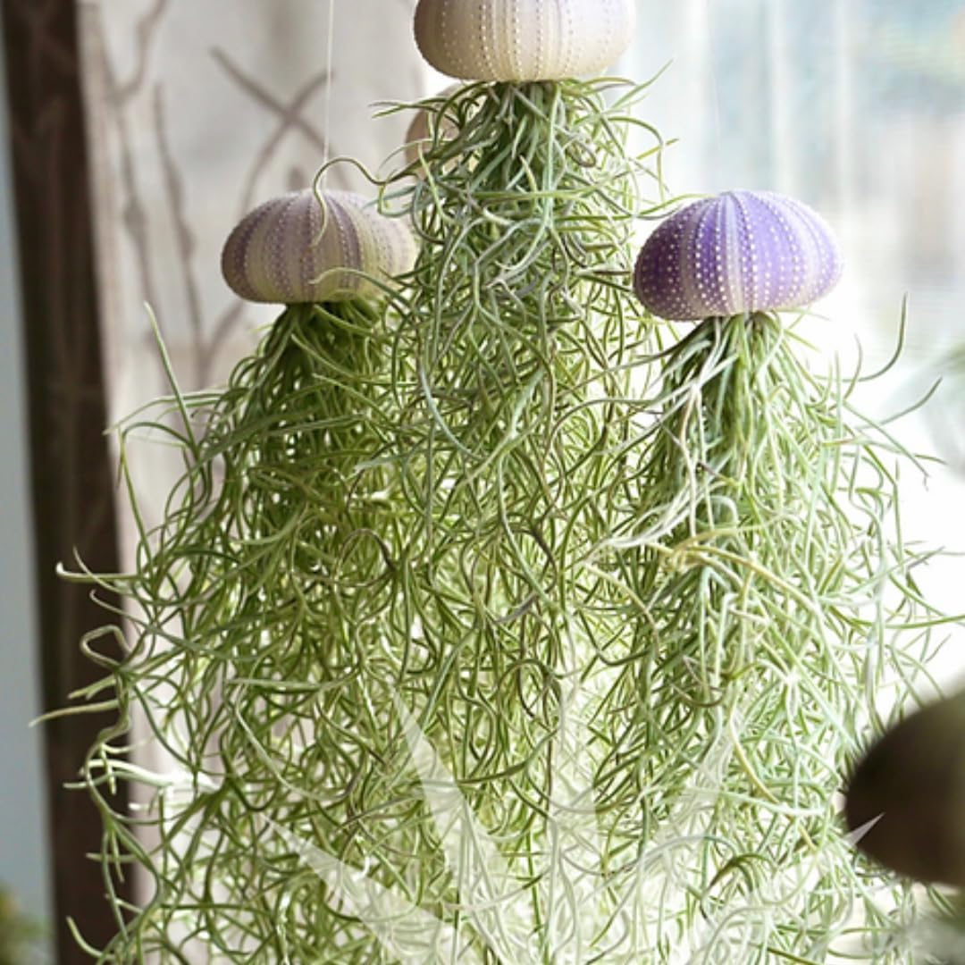 Air Plants Spanish Moss for Plants Indoor, Tillandsia Air Plant Live, Air Purifying Plant Indoor, Clump 10" Long for Home Garden Decoration, Hanging Houseplant