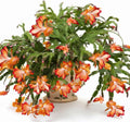 True Thanksgiving Cactus Plant Live in 4" Pot, Ready to Bloom, Holiday Christmas Cactus Plants Live, Vibrant Blooms (Orange)