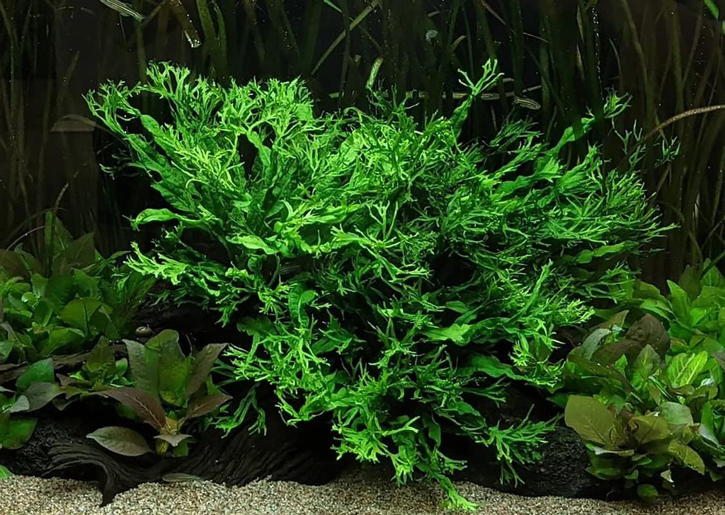 SubstrateSource Java Fern Live Aquarium Plants - Potted Freshwater Plant for Fish Tanks - Beginner Friendly, Low Light (Windelov, 1 Pot)