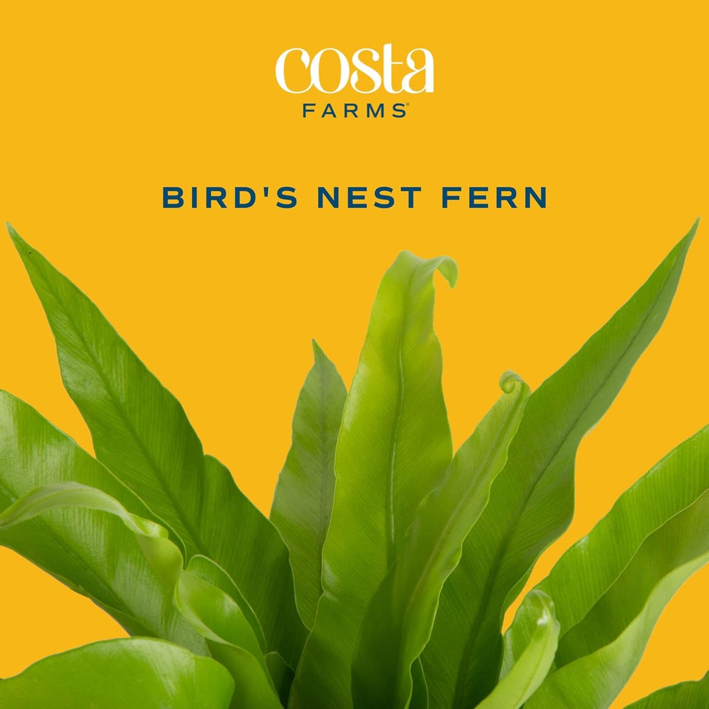 Costa Farms Bird's Nest Fern Live Plant, 15-Inches Tall, Easy to Grow Live Indoor Houseplant in 6-Inch Plant Pot, Living Room, Home and Office Decor, Housewarming Gift