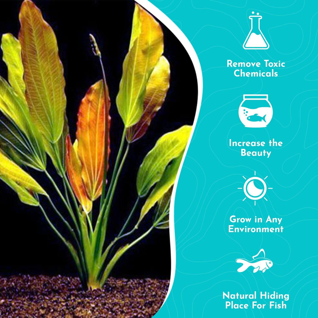Amazon Sword Echinodorus Red Rose - Vibrant Aquatic Plant for Freshwater Aquariums - Ideal for Midground Planting - Low Maintenance, Enhances Tank Aesthetics - 2 Pot